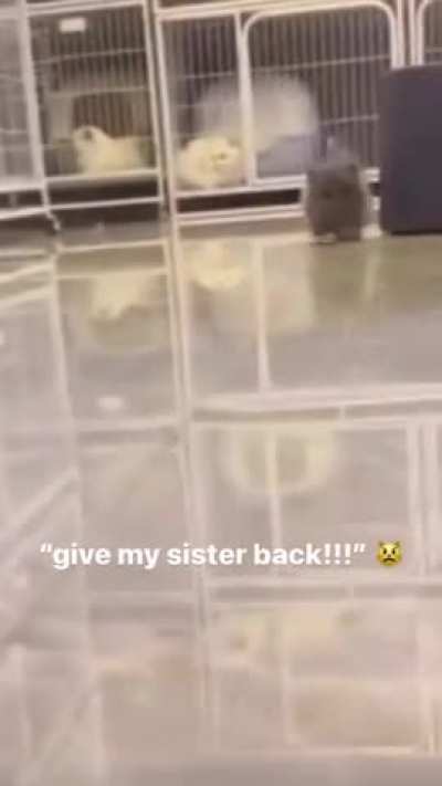 My sister! Noooo!