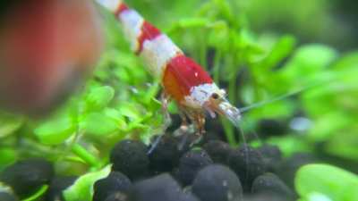 I love my shrimps.