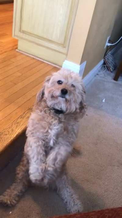 This is his little party trick. Always followed by pets afterwards.