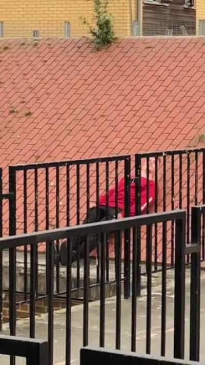 a cat falling down the roof