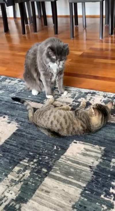 Mittens is so happy to have a little brother