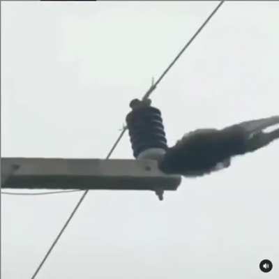 Monke Commits Die