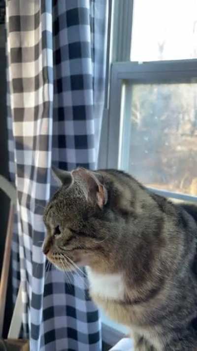 maow