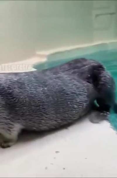 Otter trusts utterly.
