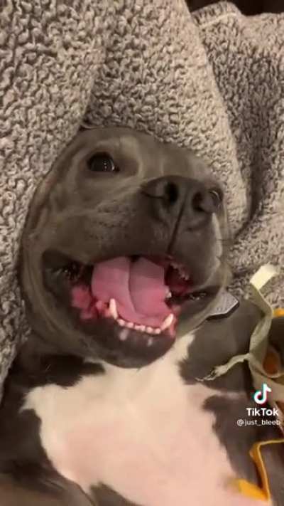 Chewbarka