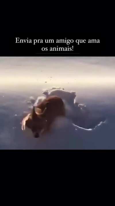Como que tem coragem de fazer isso com o pobre do animal, gente sem cora&ccedil;&atilde;o 🥺🥺🥺