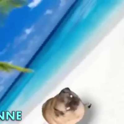 Its not monke, but this pug is vibin
