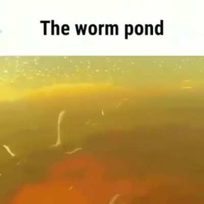 Imagine falling into this pond with them wriggling around you🤮
