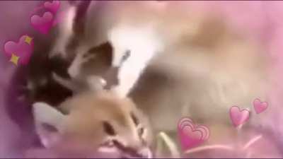 Floppa &amp;lt;3