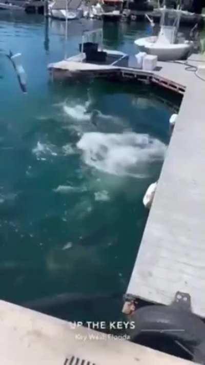 That's a bait!