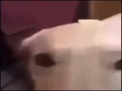 Butter dog