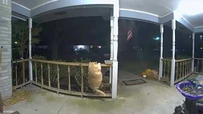 Caught an absolute unit on camera last night