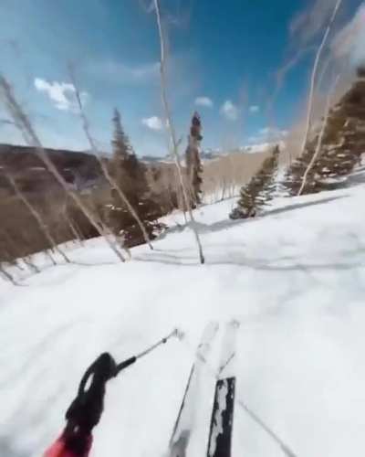 Crazy tree run