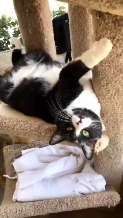 Teefies (Oc)