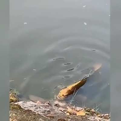 a carp fish with a "human face"