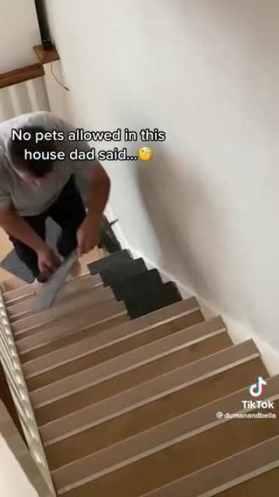 Bunny stairs