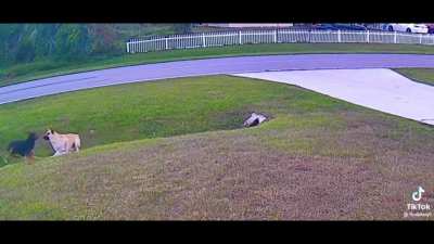 Dog saves his kid from blitz attack