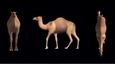 Bruh Camel 480p no virus 2018