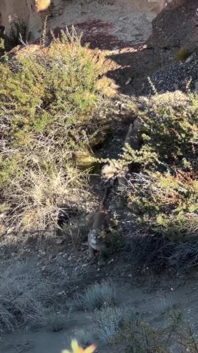 Parque Patagonia: La puma de nombre Maga fue vista realizando el llamado del amor a un macho de nombre Pepito, próximamente se esperan cachorritos