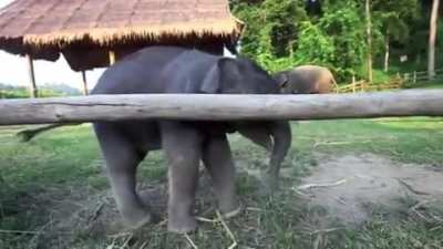 "Hi Hooman. Please no look am shy..."