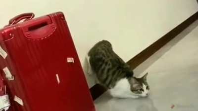 Pog &eacute; o gato a jato