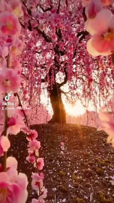 japan ♡.♡