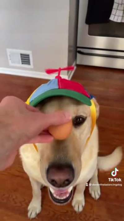 Egg causes Dog.exe to crash