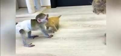 This baby monkey protecting a kitten is the best thing I&rsquo;ve seen today