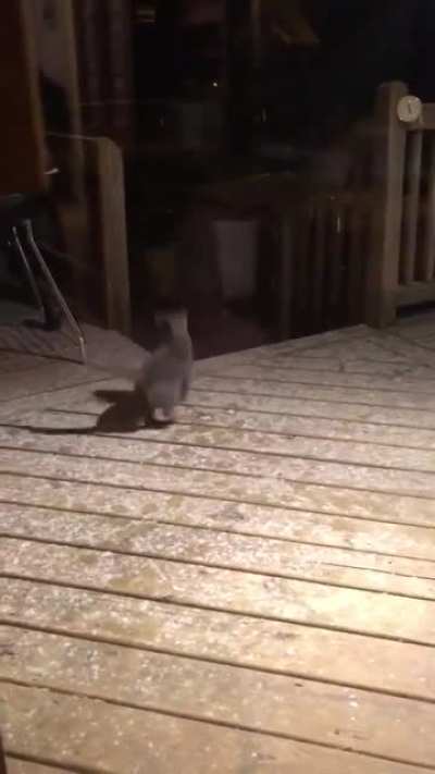 PaRANoID schIZopHReNIC gOes nuts, aTtACKS iNVIsIBLe DEmOnS