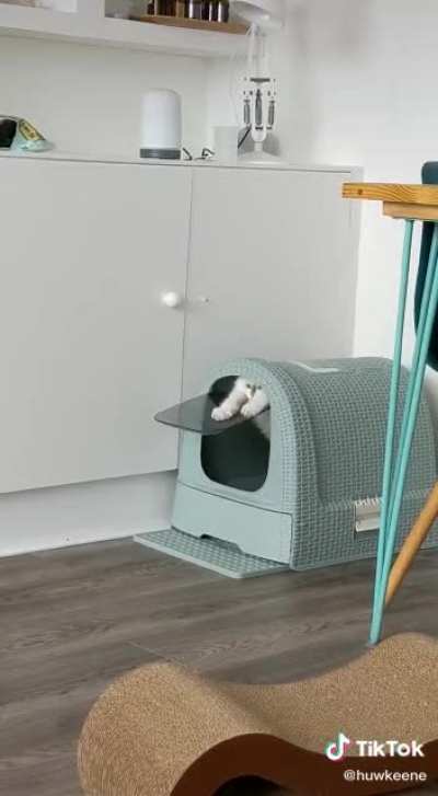 Poor kitty! :(