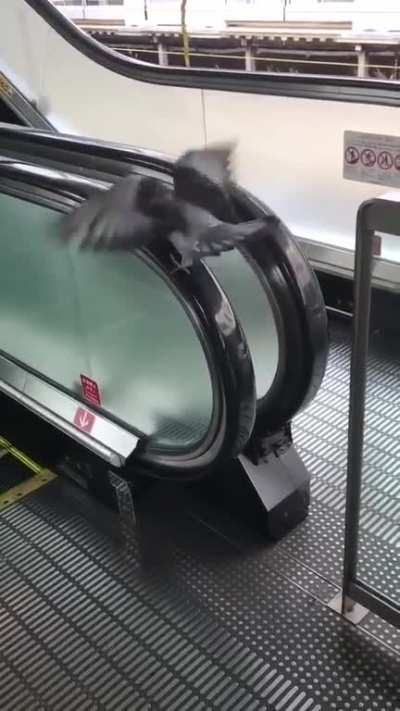 This pigeon in an epic battle with handrails