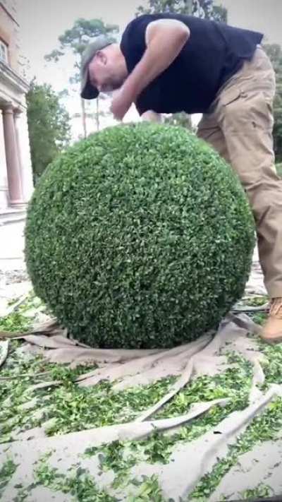 Pet the damn...bush?