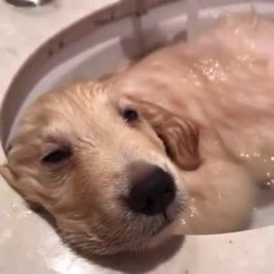 This pup is living it&rsquo;s best life