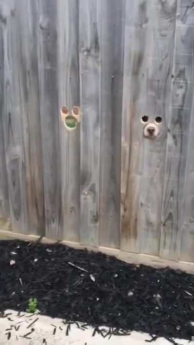 a spot for doggo