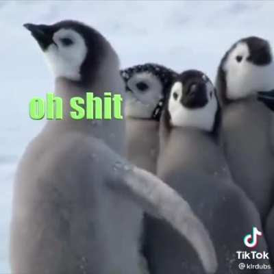 Cute penguins😂