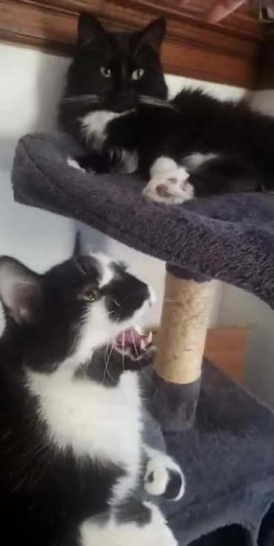 Just let me pet my friend