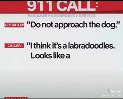 It's labradoodle