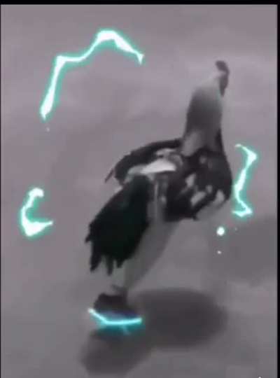 My cocks need me