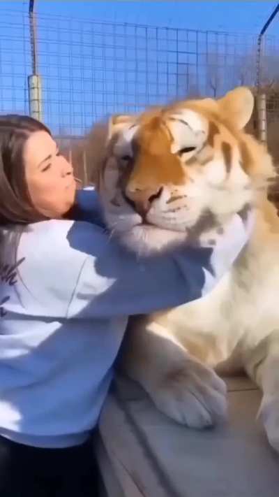 This massive kitty enjoying cuddles