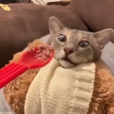 Cat wakeup to have food