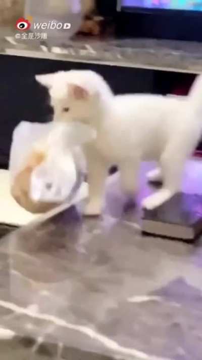 A robbery with a pointed-tail thief