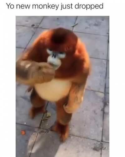 Monke montage&amp;gt;amogus