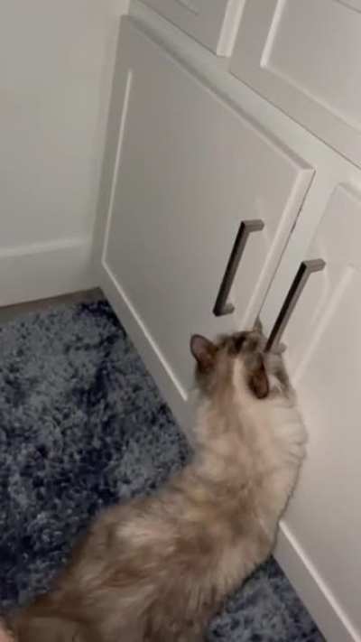 Finally found out how she&rsquo;s been getting into the cabinets (wait till the end and don&rsquo;t mind my leg)