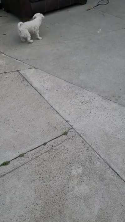 To bite bubbles