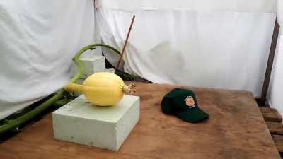 From seed to a 600-kg giant pumpkin!