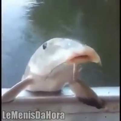 Chegakkkkkk