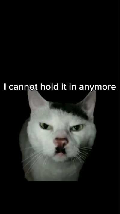 Cat meme 