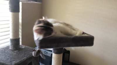 Gave her catnip for the first time.