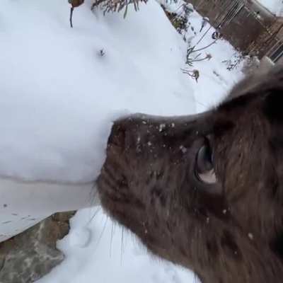 Pure Snow