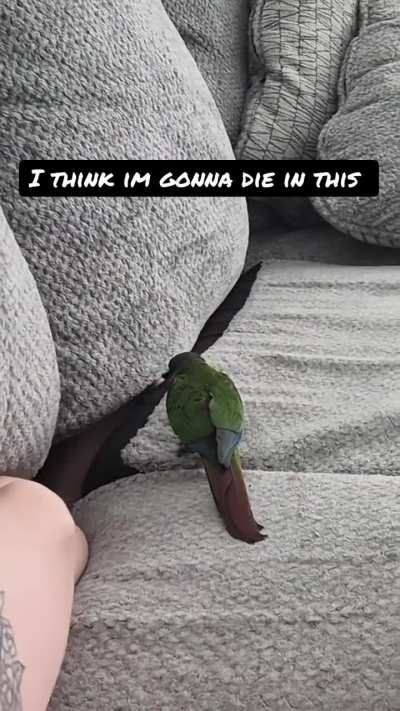 Idk what toes did but he HATES them. Actively seeks them out. A madman.